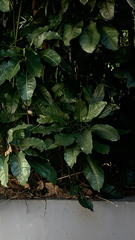 Heptapleurum actinophyllum