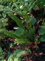 Asplenium formosum