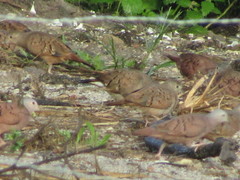 Columbina talpacoti