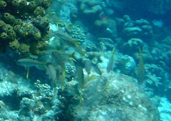 Mulloidichthys martinicus