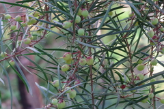 Persoonia linearis