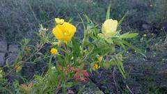Ludwigia bonariensis