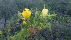 Ludwigia bonariensis