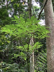 Meliosma rhoifolia