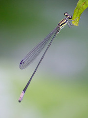 Pseudagrion melanicterum