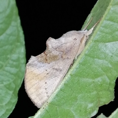 Hemiceratinae