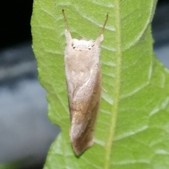 Hemiceratinae