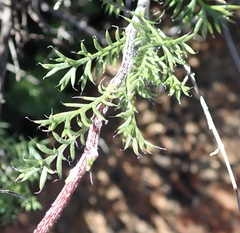Ursinia pilifera