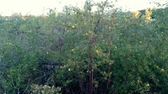 Ludwigia bonariensis