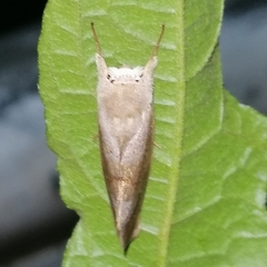 Hemiceratinae