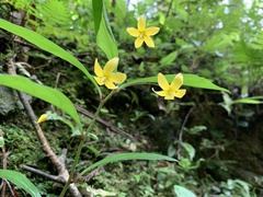 Lysimachia ardisioides