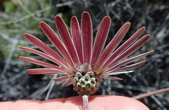 Ursinia pilifera