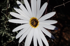 Ursinia pilifera