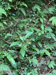 Lysimachia ardisioides