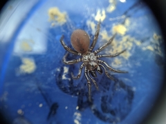 Antrodiaetus unicolor