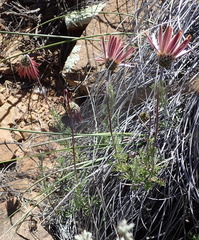 Ursinia pilifera
