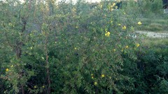 Ludwigia bonariensis