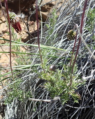 Ursinia pilifera