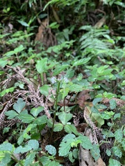 Sanicula lamelligera