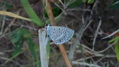 Hemiargus hanno hanno