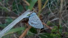 Hemiargus hanno hanno