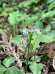 Sanicula lamelligera
