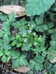 Sanicula lamelligera