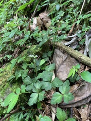 Sanicula lamelligera