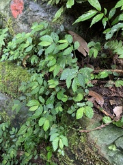Elatostema parvum