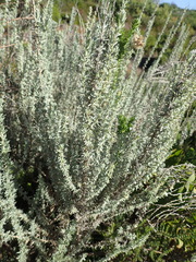 Eriocephalus racemosus racemosus