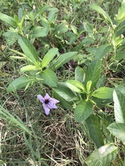 Ruellia tuberosa
