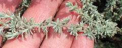 Eriocephalus racemosus racemosus