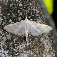 Haritalodes