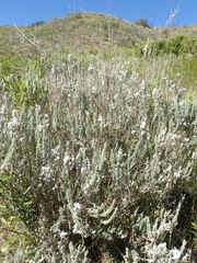 Eriocephalus racemosus racemosus