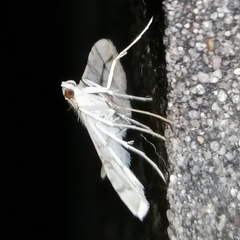Haritalodes