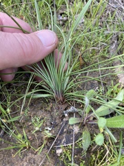 Isoetes melanopoda