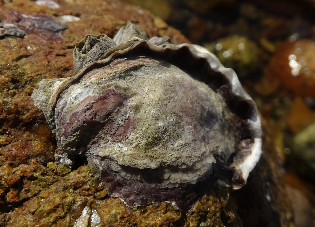 Hooded oyster