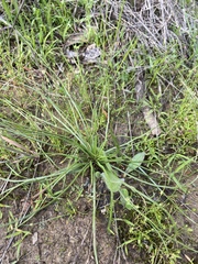 Isoetes melanopoda