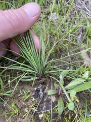 Isoetes melanopoda