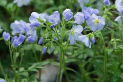 Polemonium pulcherrimum delicatum