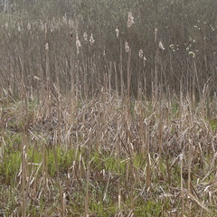 Typha latifolia