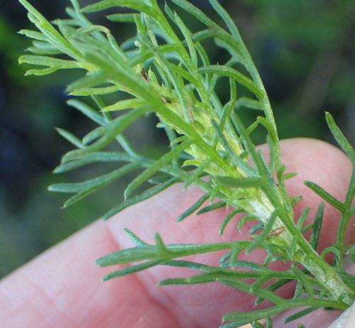 Image of Ursinia scariosa by (c) Nicola van Berkel, some rights reserved (CC BY-SA)
