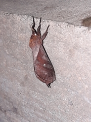 Hepialoidea