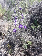 Delphinium pentagynum