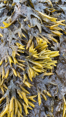 Pelvetiopsis limitata