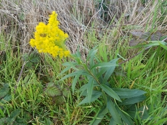 Solidago spathulata