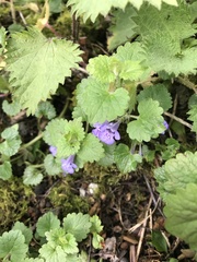 Glechoma hederacea