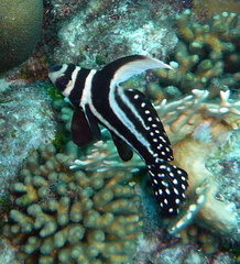 Eques punctatus