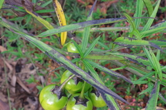 Solanum vescum