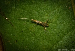 Acrocercops pyrigenes